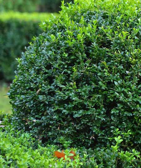 Mullins Turf And Lawn Care LLC Shrubs & Hedges
